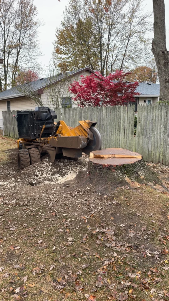 Better Way Land Management LLC crew operating yellow stump grinder machine removing large tree stump in residential backyard during fall season